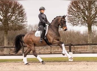 Westfaal, Ruin, 7 Jaar, 170 cm, Bruin