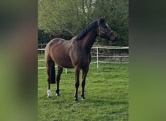 Westfaal, Ruin, 7 Jaar, 170 cm, Bruin