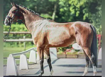 Westfaal, Ruin, 7 Jaar, 170 cm, Bruin