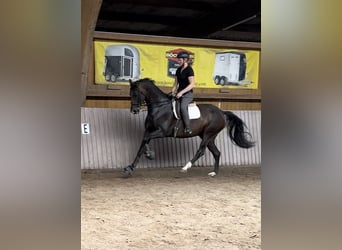 Westfaal, Ruin, 7 Jaar, 170 cm, Donkerbruin