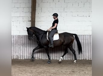 Westfaal, Ruin, 7 Jaar, 170 cm, Donkerbruin