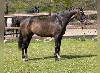 Westfaal, Ruin, 7 Jaar, 171 cm, Bruin