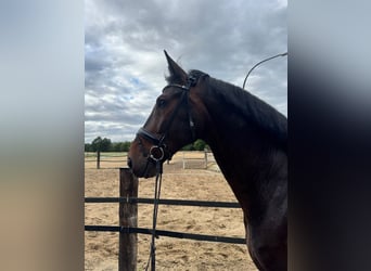 Westfaal, Ruin, 7 Jaar, 172 cm, Bruin