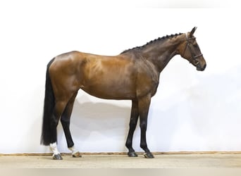 Westfaal, Ruin, 7 Jaar, 172 cm, Bruin