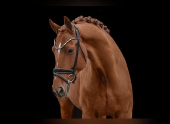 Westfaal, Ruin, 7 Jaar, 172 cm, Donkere-vos