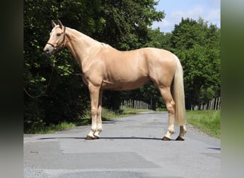 Westfaal, Ruin, 7 Jaar, 172 cm, Palomino