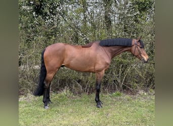 Westfaal, Ruin, 7 Jaar, 172 cm, Roodbruin
