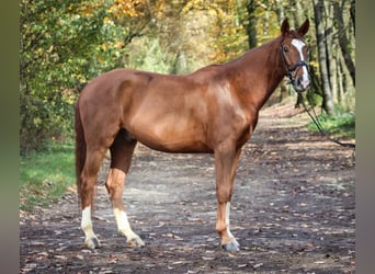 Westfaal, Ruin, 7 Jaar, 172 cm, Vos