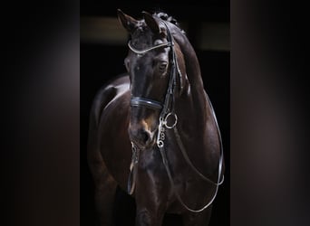 Westfaal, Ruin, 7 Jaar, 172 cm, Zwartbruin