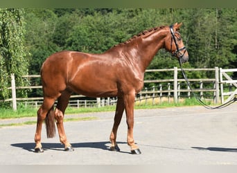 Westfaal, Ruin, 7 Jaar, 173 cm, Vos