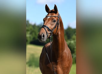 Westfaal, Ruin, 7 Jaar, 173 cm, Vos