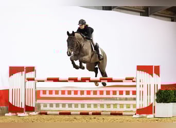 Westfaal, Ruin, 7 Jaar, 174 cm, Donkerbruin