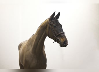 Westfaal, Ruin, 7 Jaar, 174 cm, Donkerbruin