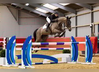 Westfaal, Ruin, 7 Jaar, 174 cm, Donkerbruin