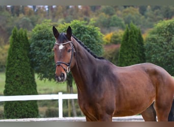 Westfaal, Ruin, 7 Jaar, 175 cm, Bruin