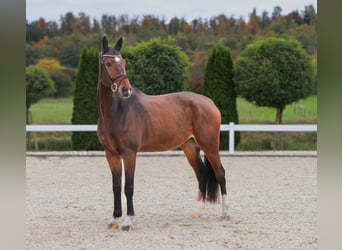 Westfaal, Ruin, 7 Jaar, 175 cm, Bruin