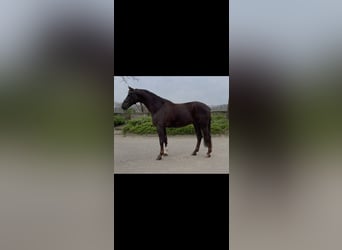 Westfaal, Ruin, 7 Jaar, 175 cm, Donkere-vos