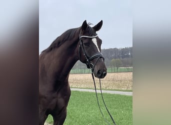 Westfaal, Ruin, 7 Jaar, 175 cm, Donkere-vos