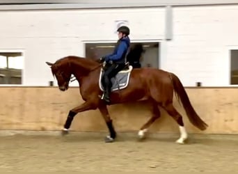 Westfaal, Ruin, 7 Jaar, 175 cm, Vos