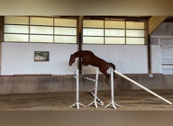 Westfaal, Ruin, 7 Jaar, 175 cm, Vos