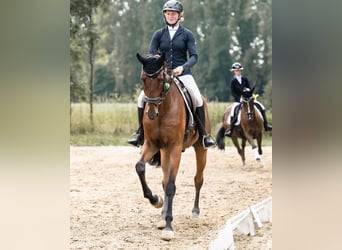 Westfaal, Ruin, 7 Jaar, 183 cm, Bruin