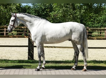 Westfaal, Ruin, 7 Jaar, Schimmel