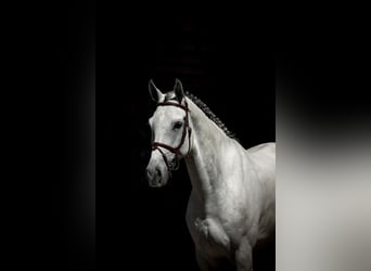 Westfaal, Ruin, 7 Jaar, Schimmel