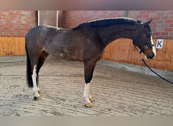 Westfaal, Ruin, 7 Jaar