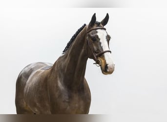 Westfaal, Ruin, 7 Jaar