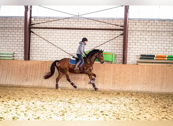 Westfaal, Ruin, 8 Jaar, 168 cm, Bruin