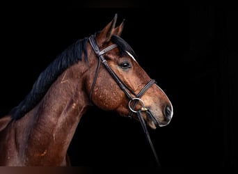 Westfaal, Ruin, 8 Jaar, 168 cm, Bruin