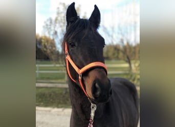 Westfaal, Ruin, 8 Jaar, 168 cm, Bruin