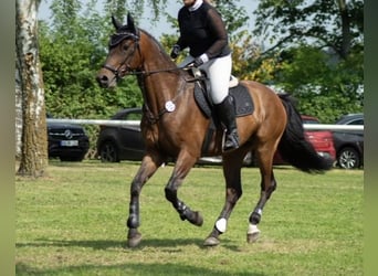 Westfaal, Ruin, 8 Jaar, 168 cm, Bruin