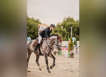 Westfaal, Ruin, 8 Jaar, 168 cm, Schimmel