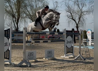 Westfaal, Ruin, 8 Jaar, 168 cm, Schimmel