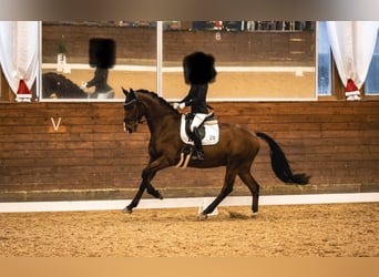 Westfaal, Ruin, 8 Jaar, 169 cm, Bruin