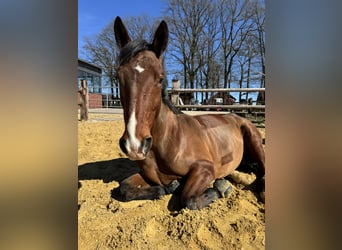 Westfaal, Ruin, 8 Jaar, 169 cm, Bruin
