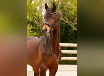 Westfaal, Ruin, 8 Jaar, 170 cm, Bruin