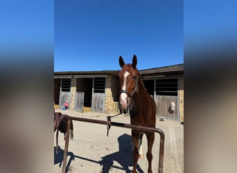 Westfaal, Ruin, 8 Jaar, 170 cm, Donkere-vos