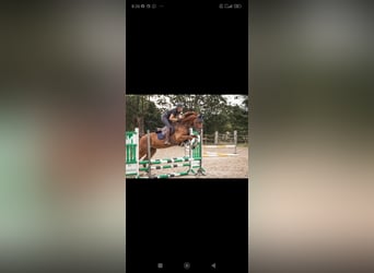 Westfaal, Ruin, 8 Jaar, 170 cm, Donkere-vos