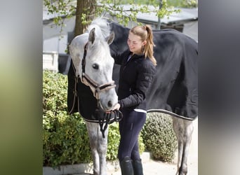 Westfaal, Ruin, 8 Jaar, 170 cm, Schimmel