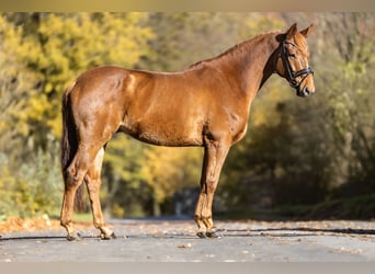 Westfaal, Ruin, 8 Jaar, 170 cm, Vos