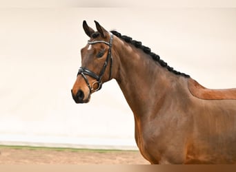 Westfaal, Ruin, 8 Jaar, 171 cm, Bruin