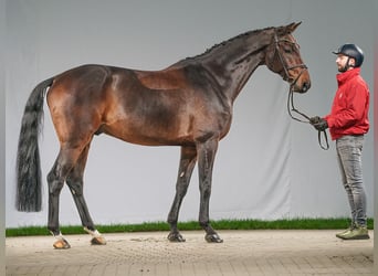 Westfaal, Ruin, 8 Jaar, 171 cm, Bruin