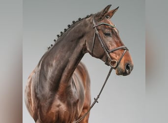 Westfaal, Ruin, 8 Jaar, 171 cm, Bruin