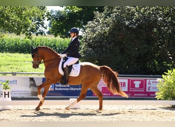 Westfaal, Ruin, 8 Jaar, 171 cm, Vos