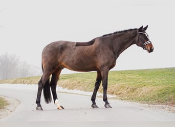 Westfaal, Ruin, 8 Jaar, 172 cm, Bruin