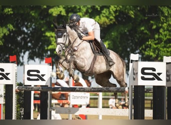 Westfaal, Ruin, 8 Jaar, 172 cm, Schimmel