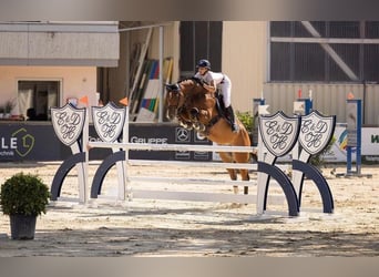 Westfaal, Ruin, 8 Jaar, 173 cm, Brauner