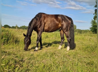 Westfaal, Ruin, 8 Jaar, 174 cm, Zwartbruin